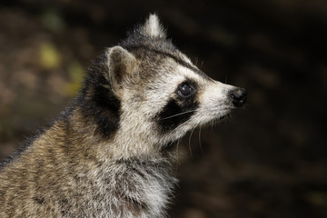Raton laveur