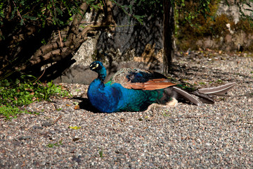 Fototapeta premium Peacock