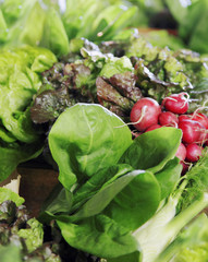 gemüsegarten