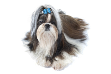 le shih tzu joue les pachas