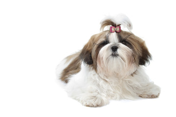 shih tzu tibetan dog