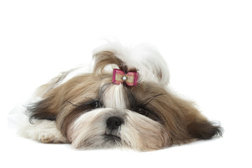 le shih tzu est triste - sad shih tzu