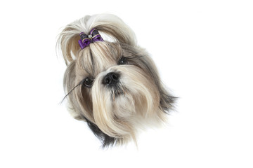 gros plan sur la tête du shih tzu