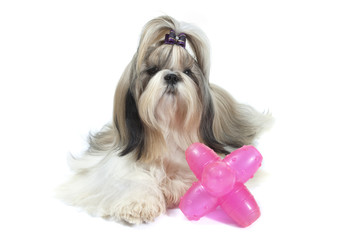 shih tzu et son jouet en forme de sex toy