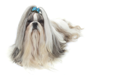 shih tzu à l'opulente fourrure
