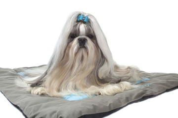 shih tzu lascif sur son tapis