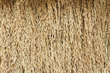 Rice Paddy