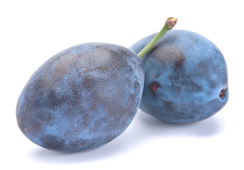 Blue ripe plum