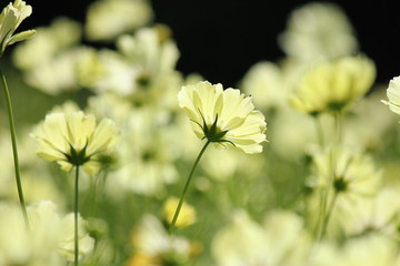 キバナコスモス