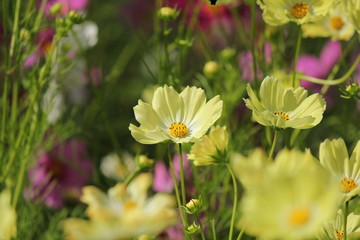 キバナコスモス