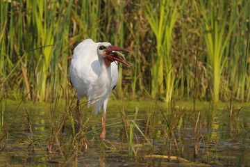 white stork - Ciconia ciconia Linnaeus