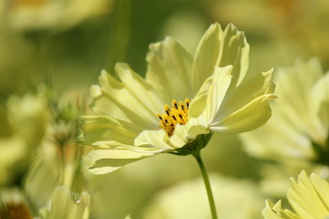 キバナコスモス