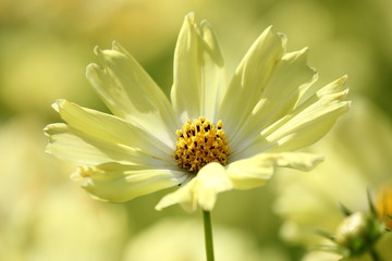 キバナコスモス