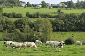 cattle, grass and village, ardennes