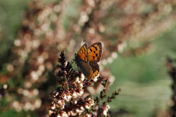 Papillon cuivré commun (Lycaena phlaeas) près de l'étang de Pulv