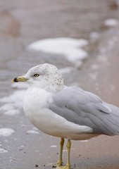 mouette