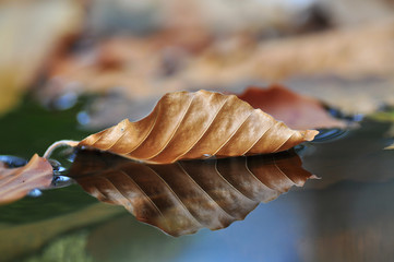 Feuille morte