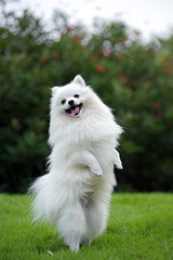 White pomeranian dog