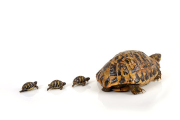 Tortue Hermann suivie de 3 bébés tortue