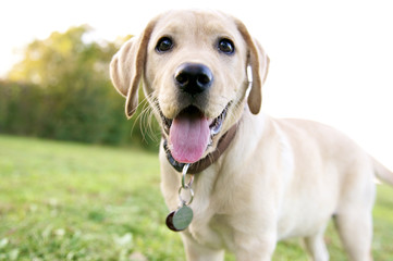 Labrador Welpe mit Halsband