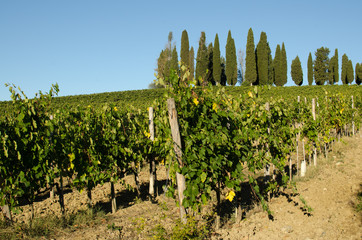 Fototapeta na wymiar Vineyard in Chianti