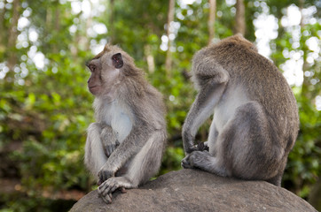 Monkey