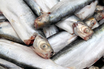 Endangered freshwater Bacha fish of Southeast Asia