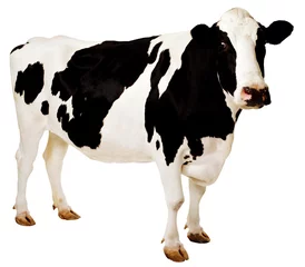 Gordijnen Holstein koe © Korta