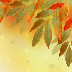 Bright autumn leaves on the abstract background with bokeh