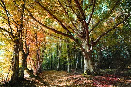 Bunter Mischwald im Herbst mit Bl&auml;ttern