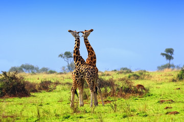 Two giraffes in the african savannah © Oleg Znamenskiy