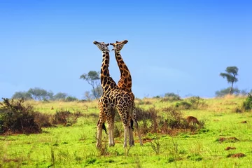 Gordijnen Two giraffes in the african savannah © Oleg Znamenskiy