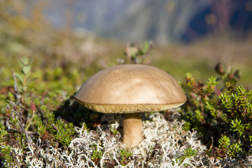 Pilz