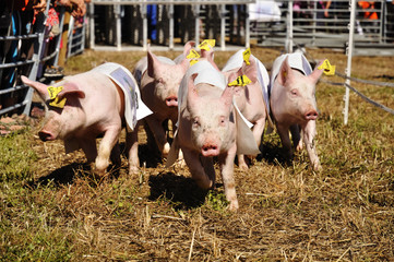 schweinerennen