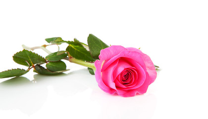 Beautiful pink rose over white background