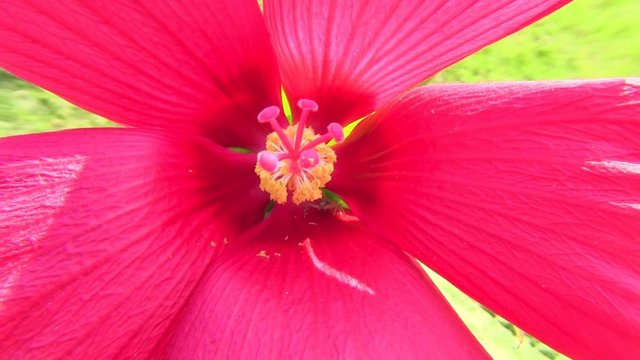 ibisco ibiscus rosso tropici