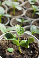 Small sprouts of soy