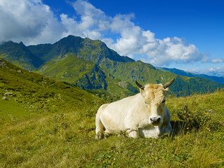 Fototapeta na wymiar Cow in the Caucasus Mountains