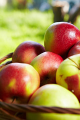 apple in garden