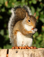 Naklejka na ściany i meble Grey Squirrel eating Hazelnuts