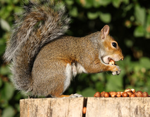 Grey Squirrel eating Hazelnuts