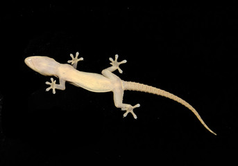 Gecko