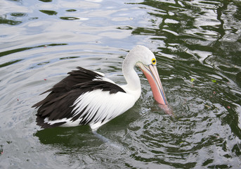 Pelican