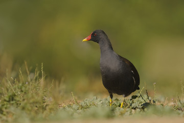Common Moorhen (Gallinula chloropus)