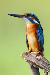 The Common Kingfisher (Alcedo atthis)