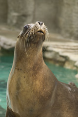 Obraz premium Seal - Phocidae