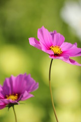 Fototapeta premium ピンクのコスモス