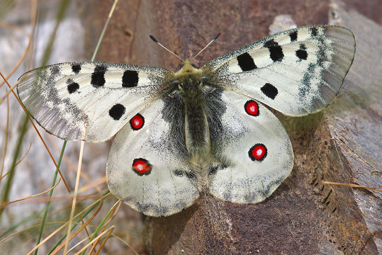 Parnassius Apollo