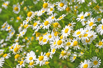 Fototapeta premium field of daisyes