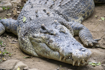 Crocodile